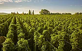 uk.food+drink.real-ale FAQ | &laquo; previous thread