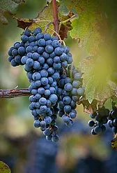 Wine Grapes Source in SE Pennsylvania |  I think Presque Isle may be a bit of a haul from  the Philly area,it's near...