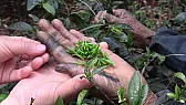 Discovering Tie Guanyin and Teaspring Oolong  |  Tikuanyin (Goddess Tea, Tie Guanyin, whatever you want to call it) is probably...