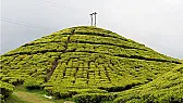 Keemun tea processing |  I agree with Livio, while never having been to Quimen, I believe theprocessing...