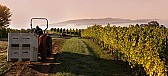 Oregon Pinot |  Hi Audrey,Thanks for writing in. Bergstrom is a fairly recent intro to the...