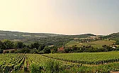 Burgundy fraud  |  Yves,I have quite a much better rate of success with Burgundy. For red Burgundy,...