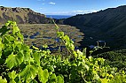 Easter Island  | https://www.decanter.com/wine-news/vineyard-planted-on-easter-island-452805/