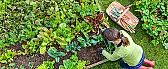Year two lessons (not) learned |  This is only my second season so I'm still learning.This is what I've...