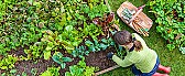 Year two lessons (not) learned |  This is only my second season so I'm still learning.This is what I've...