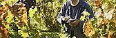 2nd year vine pruning |  Ken,I'm sure you'll have plenty of vigor with that clay beneath....