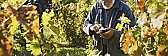2nd year vine pruning |  Ken, I wouldn't remove anything but new growth (green vines) until...