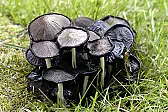 Fun surprise with mushrooms  | next thread &raquo;