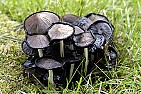 Fun surprise with mushrooms  | &laquo; previous thread