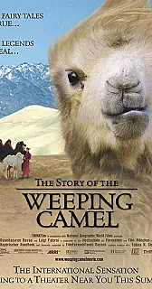 rare or scarce tea ceremonies, and tea performances, wicca? |  Speaking of camels - a historical fact that somehow not too many people are...