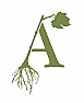 Which Varieties do you have Sucess With? |  Hi,I am planning on purchasing my first ever set of grape vines to plant...