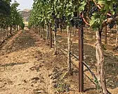 More vigour than ever on my vines | next thread &raquo;