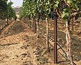 More vigour than ever on my vines | next thread &raquo;
