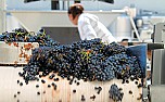 Does technology = better wine?  |  "st.helier"  wrote in news:lbpdf7$mkk$   snipped-for-privacy@news.datemas.de:  I...