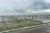 Bad news from Chablis and Beajolais lovers  | next thread &raquo;