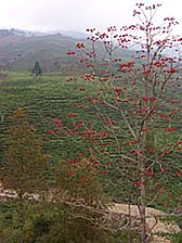 Korean, Japanese, Chinese Tea Ceremonies  |  The development of what I call 'performance tea' in Korea might possibly...