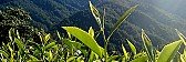 Beginner's Question: Oolong Regions/Type Confusion--Suggestions? |  Tess:Below is a link to an article authored/edited by Guang of Hou De aboutthe...