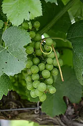 Advise for Vineyard Establishment |  Thanks for the thorough reply!I already own this property so that’s why I am...
