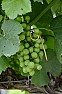 Advise for Vineyard Establishment |  not familiar with this practice, except in the rhone region.co-fermentation of a...