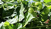 Home Grown Hops  |  Why Torontos Craft Brewers Are Experimenting With Home-Grown Hops Most...