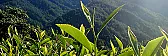Looking for quality Bai Hao Yin Zhen  |  I tried 4 yinzhen silver needles recently, two from inpursuitoftea, one from hou...