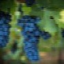 Wine Recipes |  I am looking for wine recipes.Mainly fruit wines recipe. I want to add  them to...