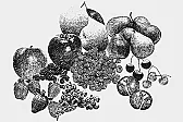 vinifera varieties and training |  90% of vinifera grown in the US is now VSP trained. (According to kentucky...