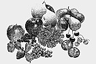 vinifera varieties and training | next thread &raquo;
