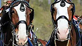 Budweiser Clydesdales gallop into Cincinnati  | &laquo; previous thread