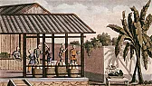 BBC - An Empire in a Teacup |  Here is a 45 minute audio broadcast about the British Empire and tea. You'll...