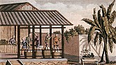 BBC - An Empire in a Teacup | next thread &raquo;