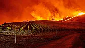 Sonoma Wine Country Wildfire  | https://www.winespectator.com/articles/wildfire-scorches-10-000-acres-in-sonoma-wine-country