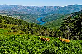 Free wine? |  Ok point taken though the US part I have to say should not be aproblem.Broadbent...