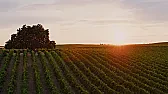 hardys vs. delicato box wines |  Due to price and convenience my wife and I generally drink box wines unlesswe...