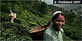 Article in NYT on Darjeeling teas  |  being sarcastic is easy  try achieving things. its not a wise idea tohurt...
