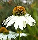 Herbal tea gardens  |  I read this great article about growing your own herbal tea ingredients and it...