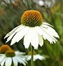 Herbal tea gardens  |  I read this great article about growing your own herbal tea ingredients and it...