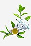 1st Flush 2008 darjeeling teas!  |  1st Flush Darjeeling teas 2008:      It has been a long time since I've been...