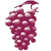 Wine web sites - your help and opinions please? |  Thanks Mark for your helpful, and very fast, suggestions.  I also...