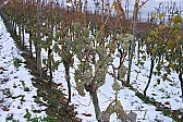 Re: Late Harvest Wine |  Ice wine ("Eiswien" in Germany and an official classification there)is a " late...