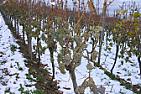 Re: Late Harvest Wine |  Ice wine ("Eiswien" in Germany and an official classification there)is a " late...