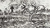 Thinning of vertical shoots and mulching |  I emailed Lon Rombough, the author of "The Grape Grower - A Guide toOrganic...