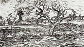 Thinning of vertical shoots and mulching |  Since I was the originator of the previous long discussion,I thoughtthat I would...