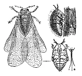Phylloxera | &laquo; previous thread