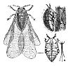 Phylloxera | next thread &raquo;