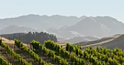 [FAQ] Revised Section 3t. New Zealand?  |  Although history will show that the first grapes were planted by Englishsettlers...
